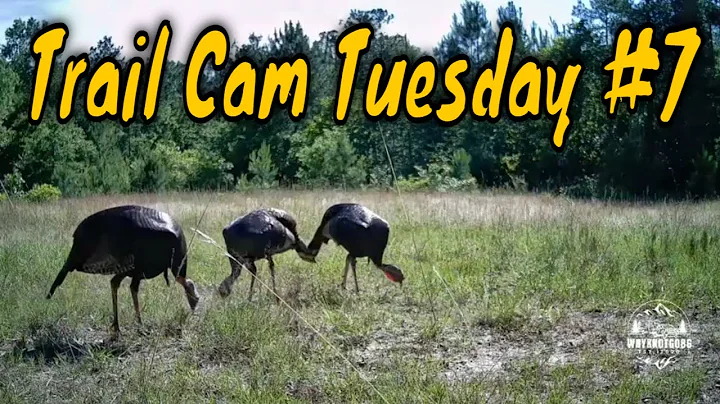 Trail Cam Tuesday #7 mov
