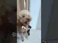 急性いぬねこ大好き中毒🐶🐾‪‪❣️
