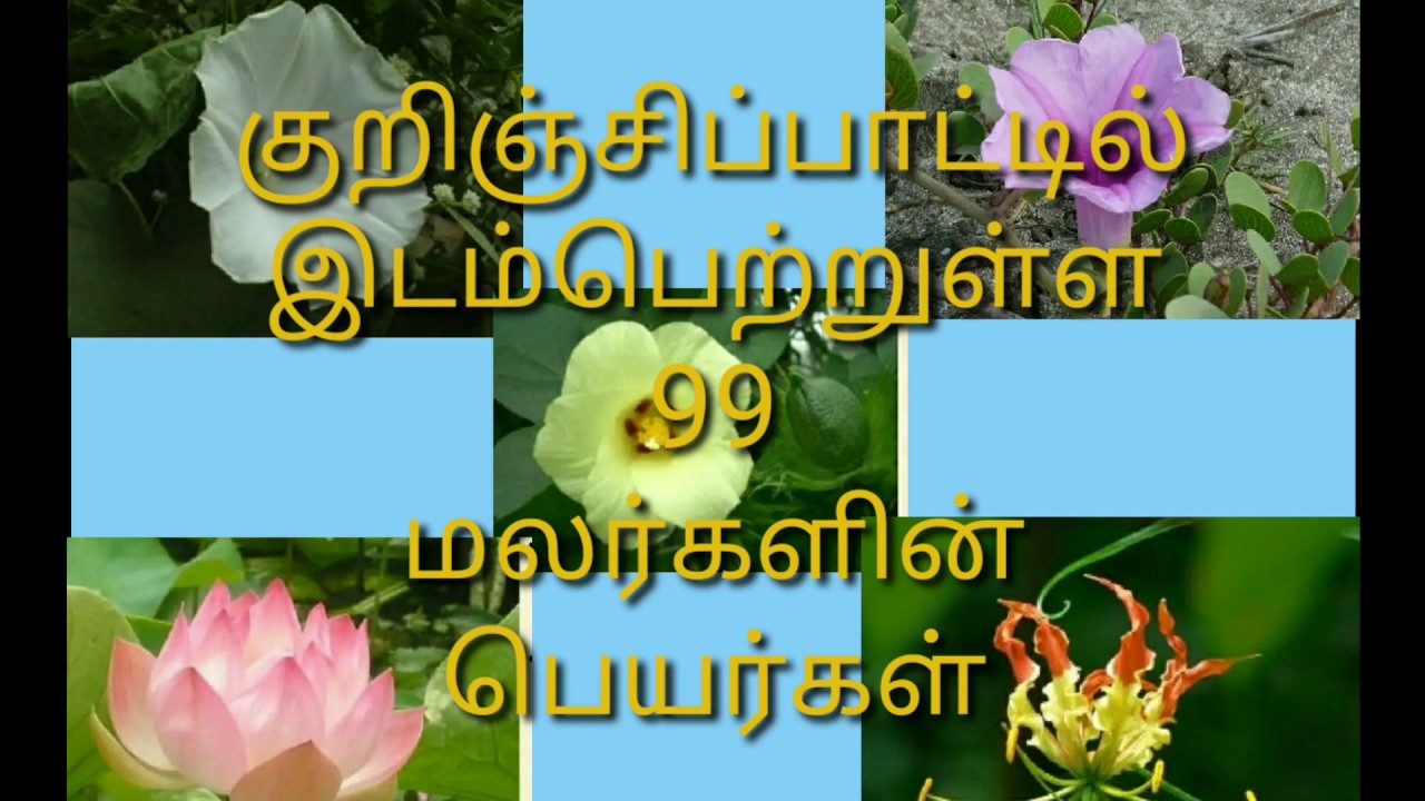 99      99 flowers name in kurinji paatu