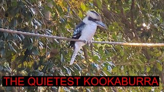 Galahs And A Kookaburra Hanging Out Together While A Raven Hides In The Shadows by Wildlife In The Hills 42 views 2 months ago 5 minutes, 4 seconds