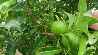 Vietnamese golden star apple bears fruit