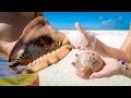 Will Lucky Seashells & Sea Beans Get Our Boat Engine Working in Great Harbour Cay Bahamas?