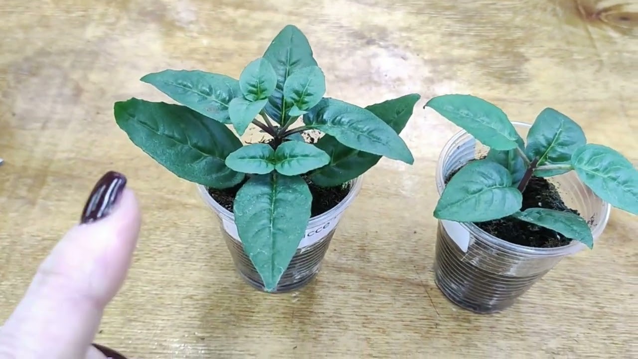 Как вырастить шикарный куст фуксии зимой. Уход без секретов.