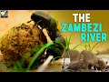 जाम्बेजी नदी - The Zambezi River: Mozambique&#39;s Force of Life | World Documentary HD