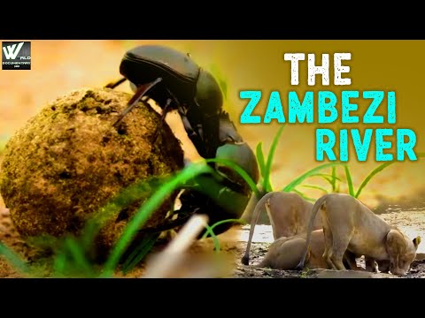वीडियो: ज़ूमबेज़ी बे - कोलंबस ज़ू वाटर पार्क