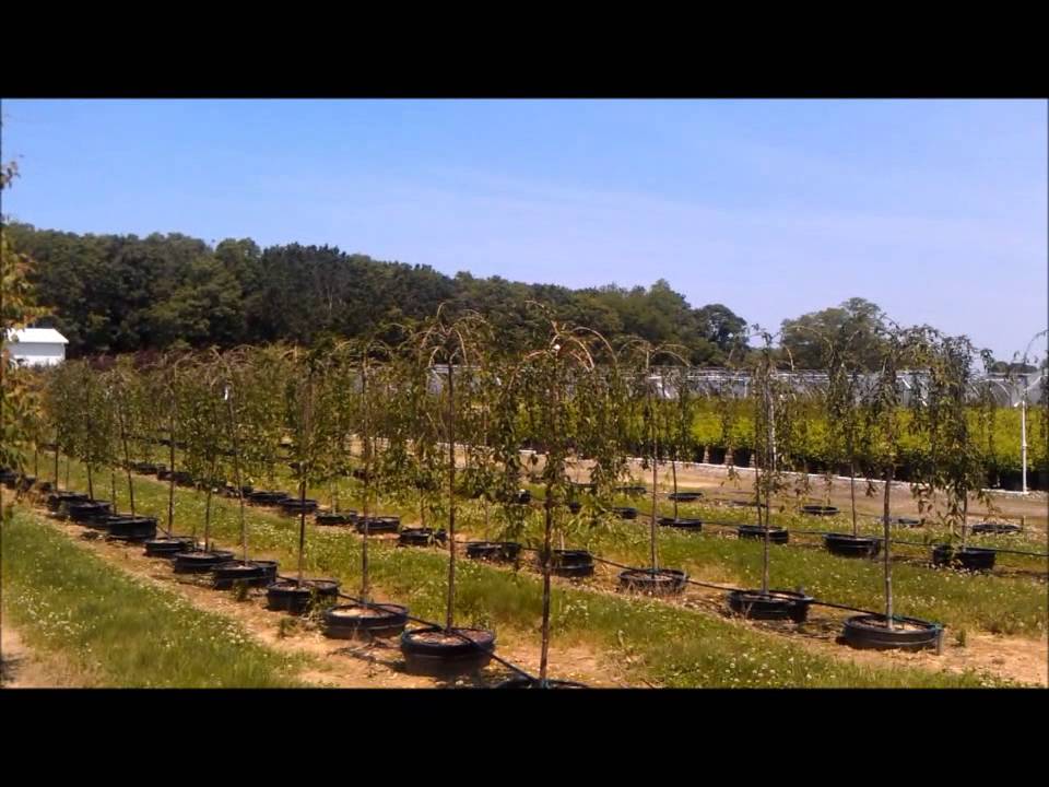 Shade Trees Nursery LI NY YouTube