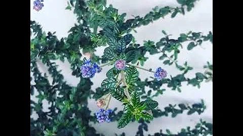 Educational Tidbit day 162: California Lilac "Juli...