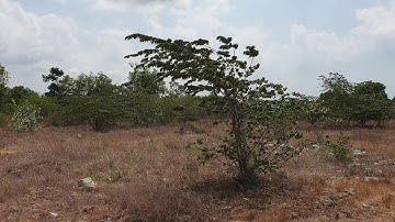 Bán đất mặt tiền Hương Lộ 2, tp Bà Rịa dt 6000m2 có 1300m2 thổ cư ngang 70m giá 25 tỷ