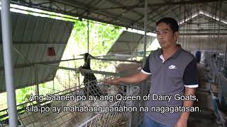 Ibat Ibang Kambing Sa Ro Valerio Farm