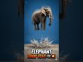 What Can Survive An Elephant’s Weight? 😱