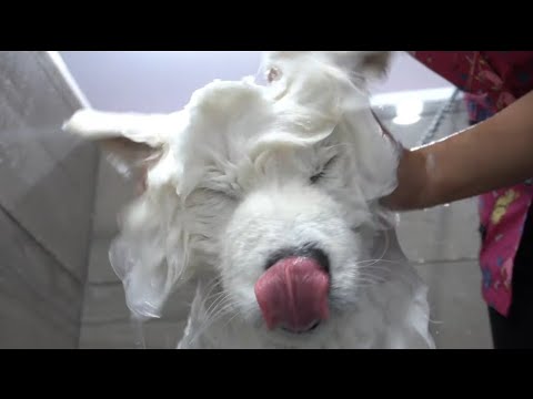 Video: DIY Samoyed Grooming Bath Tips