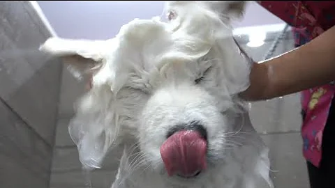 Most difficult job I've ever done | Samoyed Dog - DayDayNews