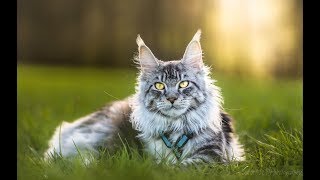 Living with maine coon cat