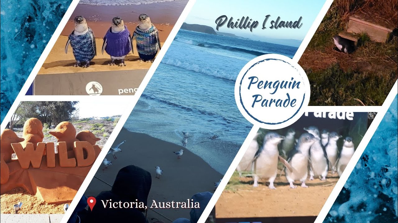 Penguin Parade | Little Penguins | Phillip Island | Smallest Penguin ...