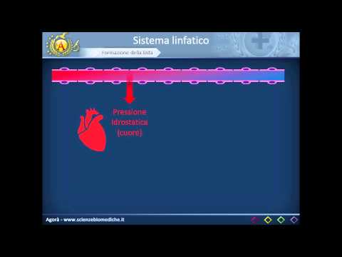 Video: Diagramma E Funzione Dei Linfatici Al Seno - Body Maps