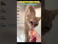😹 You NEVER Know What Cats Will Do Next 💀 #cats #funnycats #shorts #ranking