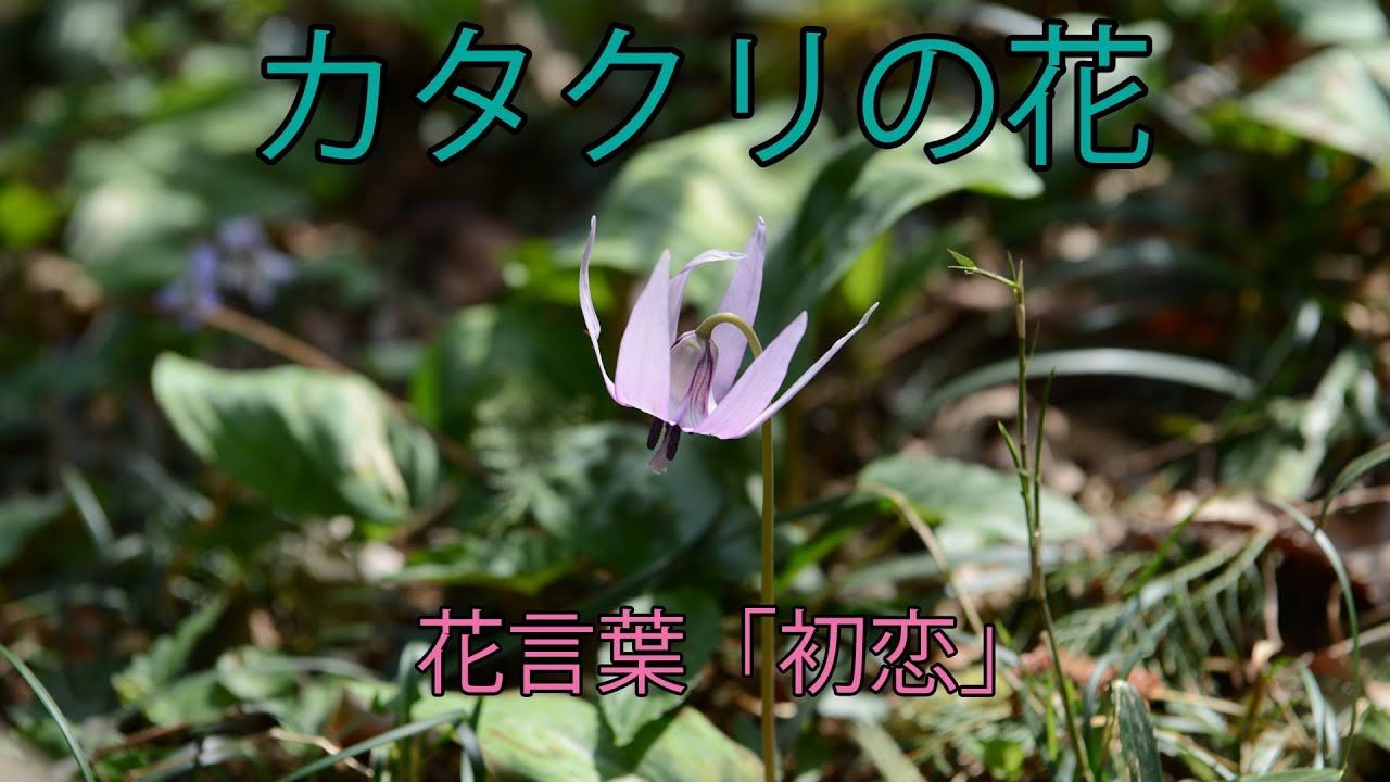 カタクリの花 Youtube