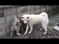 よしみと子犬