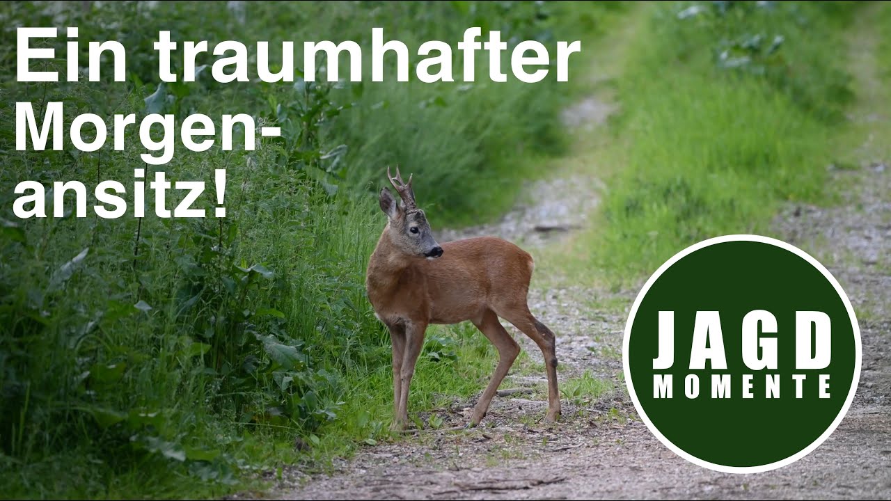 Bock tot! Ein traumhafter Morgenansitz | JagdMomente 2023