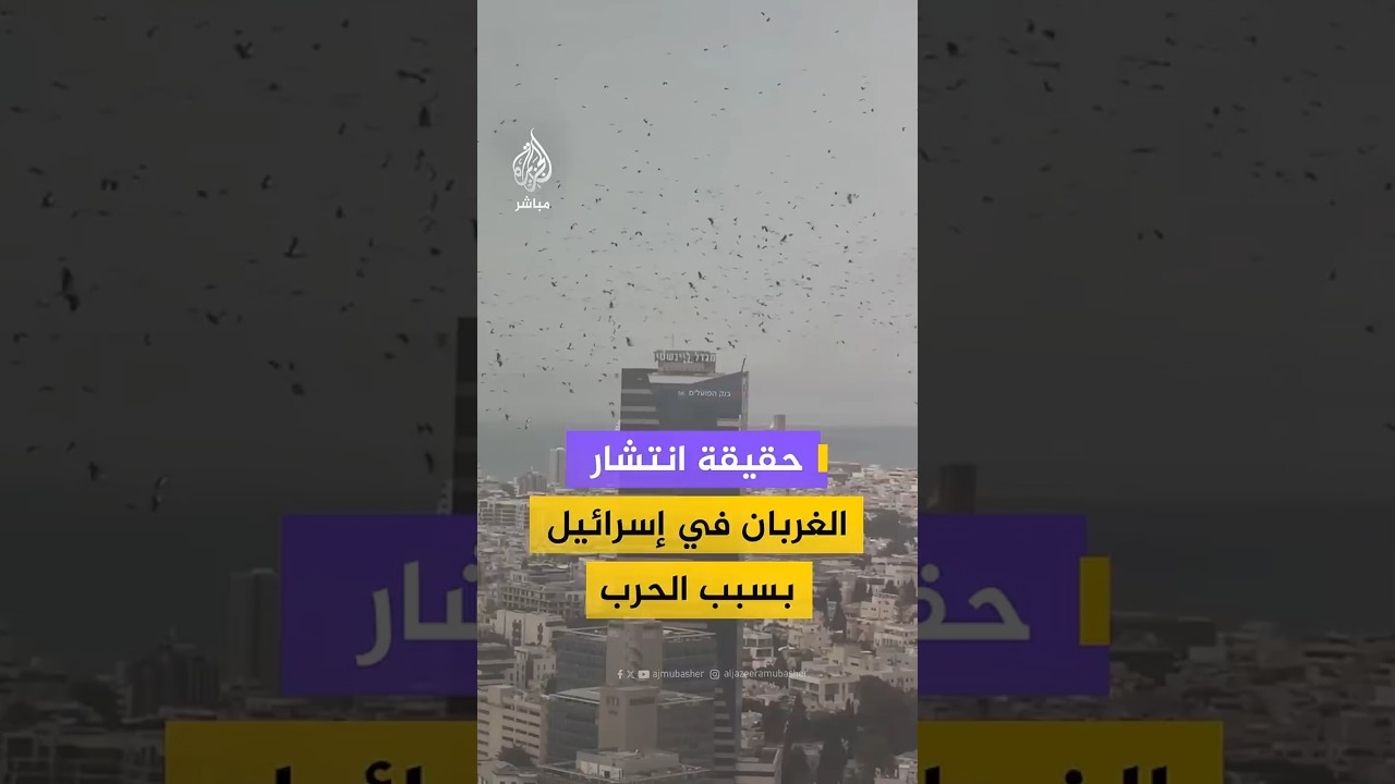 حقيقة انتشارالغربان في إسرائيل بسبب الحرب