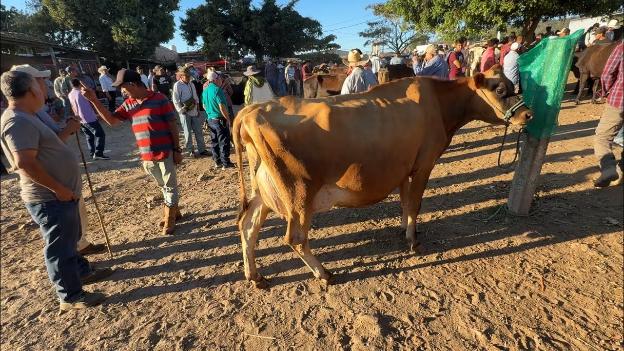 Vaca yersi lechera de 30 botellas en el Tiangue san Rafael cedros 