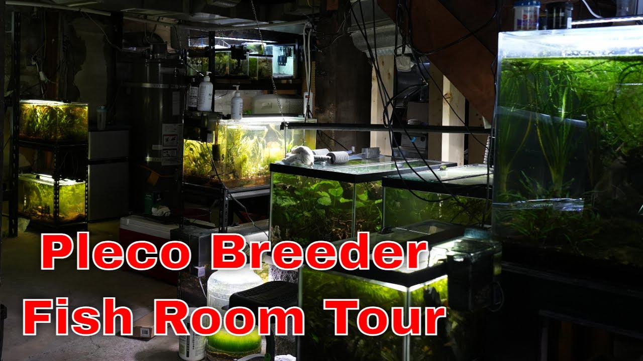 Pleco Fish Room Tour - Alyssa Bentley, GSAS's resident pleco enthusiast