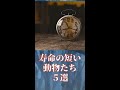 【#shorts】寿命の短い生き物ランキング5選【ゆっくり解説】
