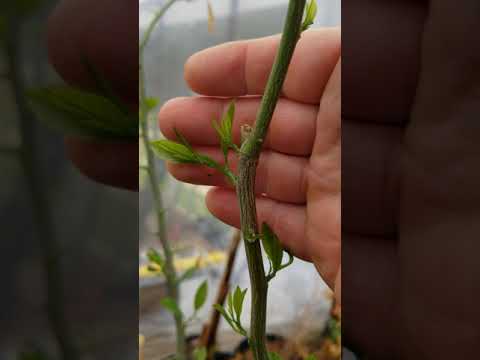Video: Kumquat: What Is This Miracle?