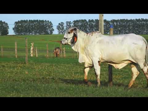 LOTE 206 GBFG 81