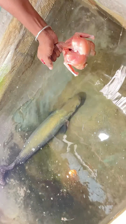 full Chicken🍗குடுக்க போறோம் 😲‼️#shorts