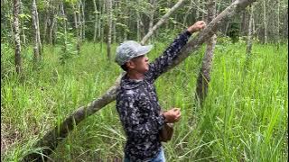 Pemula harus tau, cara mudah memikat burung pelatuk beras