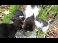 ガリガリの母猫と子猫にシーバ（Sheba）とカルカン(kalkan）子ねこ用をあげたら全身を震わせながら食べた 野良猫 感動猫動画