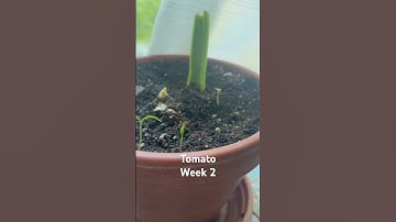 Tomato Week 2 | Monika Szucs BCIT