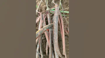 I Found Dawadawa Locust Beans Tree In My Farm How Do U Call It In Your Local Language Shots 