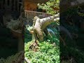 Streblus Asper Bonsai Slanting Streblusasper Streblus Asper Bonsai Slanting Streblusasper