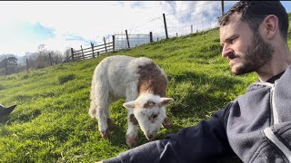 Cute Lamb Wagging Tail