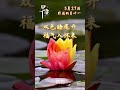 雙色睡蓮開，福氣入懷來。5月27日，星期三。愿您步步生花，好運“蓮蓮”。#早安