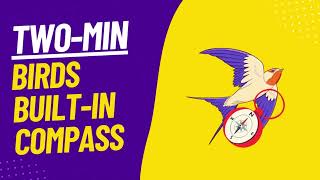 How Do Birds Know Which Direction To Fly For Migration - Two Minute Explainer