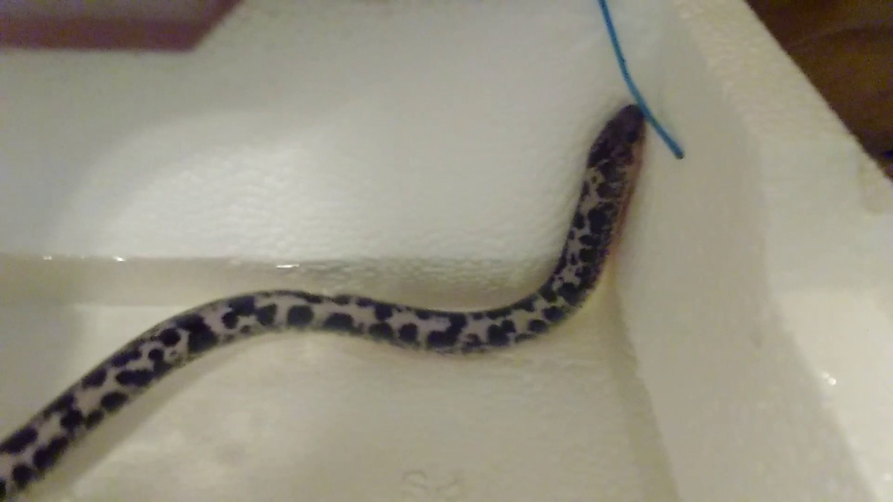 camera iphone 8 plus apk Bathing a snake