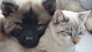 Funniest 🐶😻 Dogs and Cats 🤣 Try Not To Laugh 😂 Funny Animal King by AnimalKing 76 views 2 years ago 8 minutes, 40 seconds