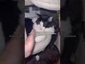 MY CAT IS MY BEST FRIEND