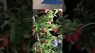 Autonomous robotic apple Picker #robotics