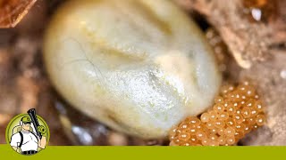 What do tick eggs look like? - Mosquito Squad of Chelmsford & Cambridge What Does Flea Egg Look Like