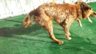 Break Dancing Dog: Coco ; Golden Retriever Small Dog: Jinhee : Jind...