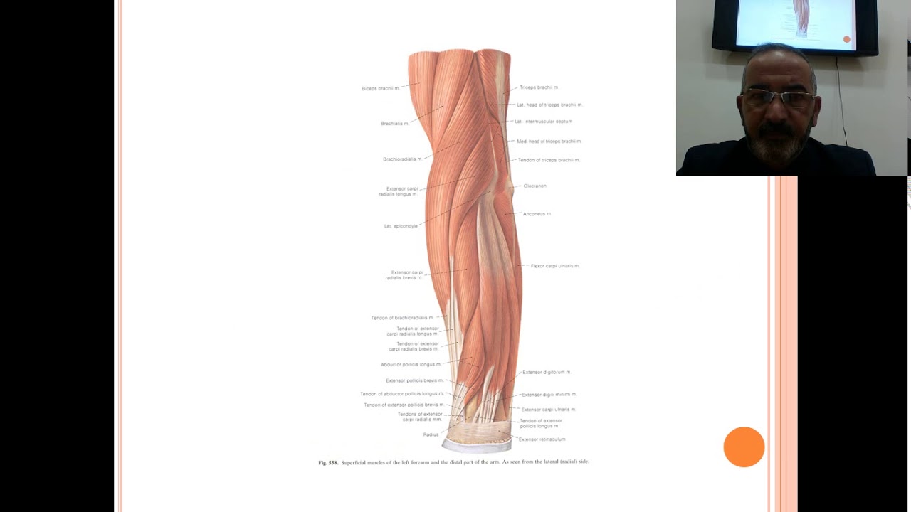 R Extensor Comp extensor comp of forearm - YouTube
