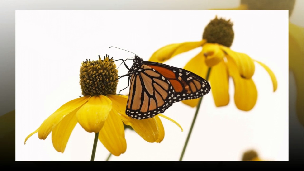 Margarete Maci Si Alte Flori De Camp Hd Mp4 Youtube