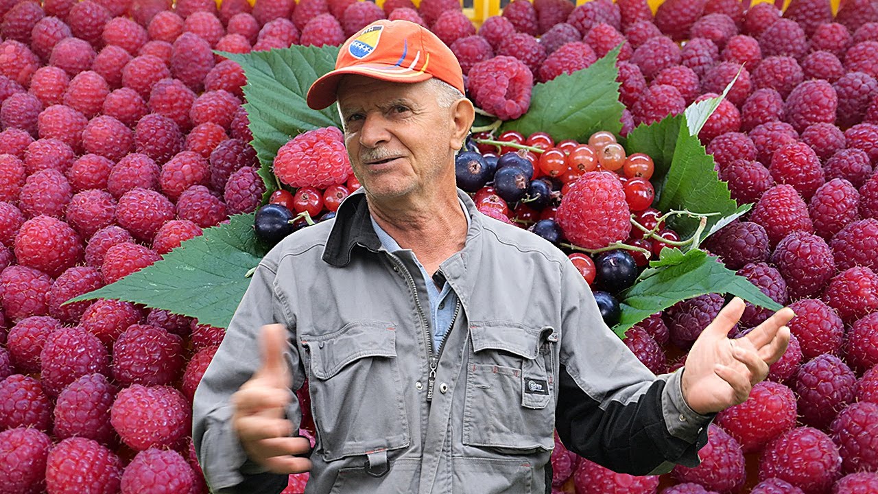 Na pola duluma uzgojio maline vrijedne 5000 eura