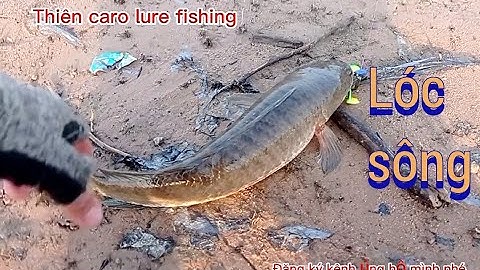 câu cá lóc đập sông ray tháng 2 đến tháng 4 đánh mồi chìm là thích hợp nhất / câu lure câu rê