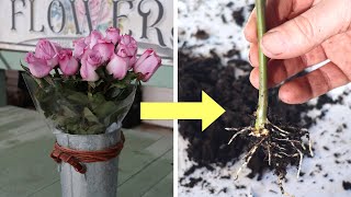 Propagate Roses from a Bouquet