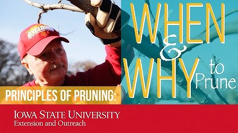 Principles of Pruning - When & Why to Prune